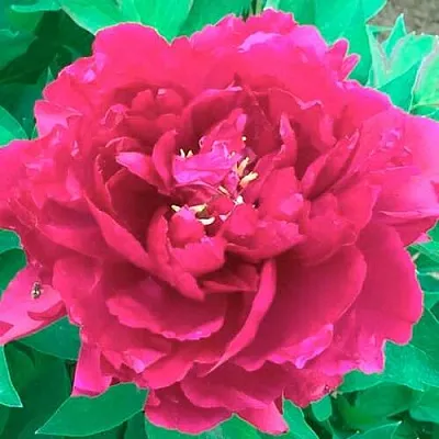 Пион ОСТРОВНОЙ МИНИСТР древовидный  Пион ОСТРОВНОЙ МИНИСТР древовидный в Перми