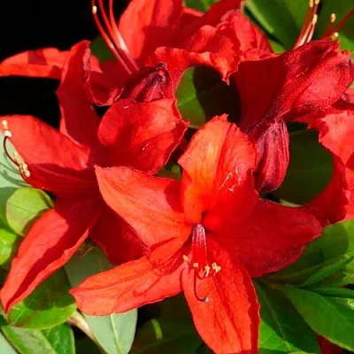 Азалия НАБУКО листопадная  Азалия НАБУКО листопадная в Перми