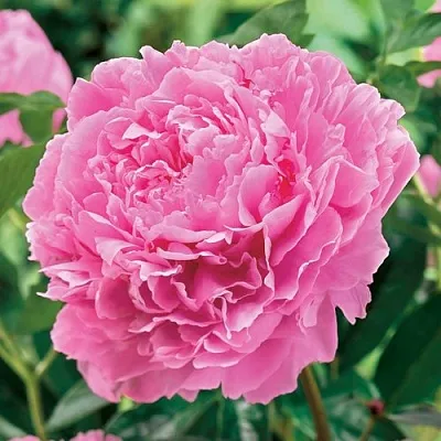 Пион МИСС ЭКХАРТ травянистый  Пион МИСС ЭКХАРТ травянистый в Перми