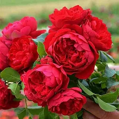 Саженцы роз ФЛОРЕНТИНА плетистая  Саженцы роз ФЛОРЕНТИНА плетистая в Перми