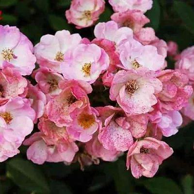 Саженцы роз АЛДЕН БИЗЕН мускусная  Саженцы роз АЛДЕН БИЗЕН мускусная в Перми