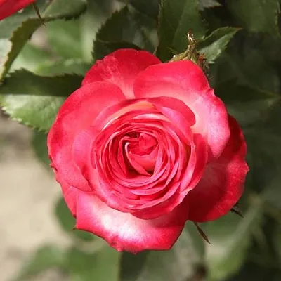 Саженцы роз САФИНА спрей  Саженцы роз САФИНА спрей в Перми