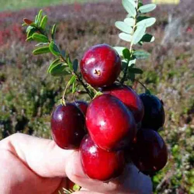 Клюква СТАНКОВИЧ  Клюква СТАНКОВИЧ в Перми