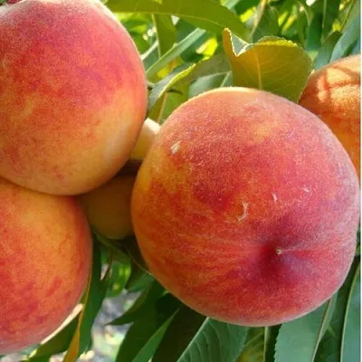 Персик ДИВНЫЙ  Персик ДИВНЫЙ в Перми