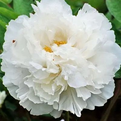 Пион БЕЛЫЙ СНЕГ древовидный  Пион БЕЛЫЙ СНЕГ древовидный в Перми