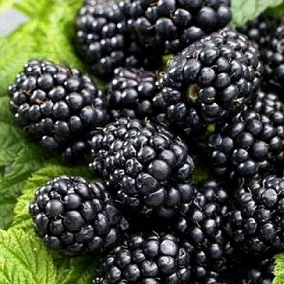 Ежевика БЖЕЗИНА бесшипная в Перми