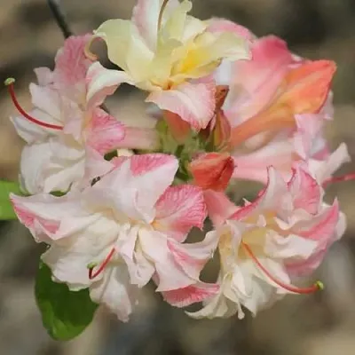 Азалия КЭННОНС ДАБЛ листопадная  Азалия КЭННОНС ДАБЛ листопадная в Перми