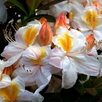 Азалия СИЛЬВЕР СЛИППЕР листопадная  Азалия СИЛЬВЕР СЛИППЕР листопадная в Перми