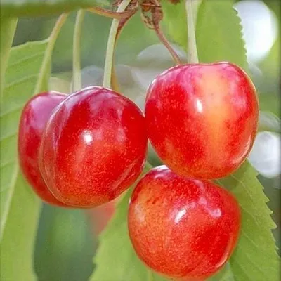 Черешня МЕДУНИЦА  Черешня МЕДУНИЦА в Перми