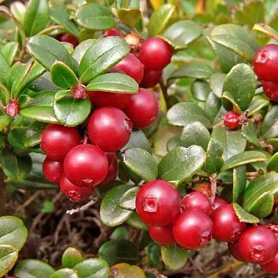 Брусника садовая АМЕРЛАНД  Брусника садовая АМЕРЛАНД в Перми