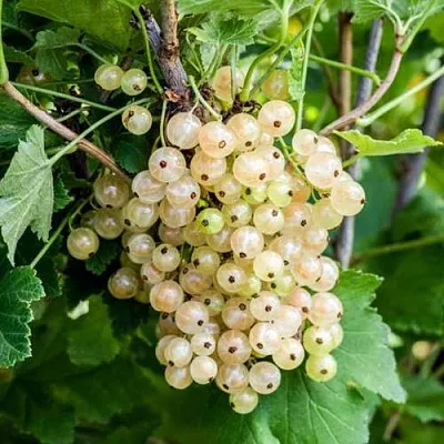 Смородина белая БЕЛАЯ ПОТАПЕНКО  Смородина белая БЕЛАЯ ПОТАПЕНКО в Перми