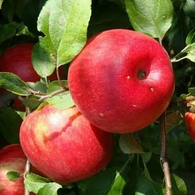 Яблоня ВАЛЕРИЯ  Яблоня ВАЛЕРИЯ в Перми