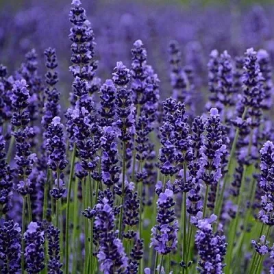 Лаванда МАНСТЕД узколистная  Лаванда МАНСТЕД узколистная в Перми