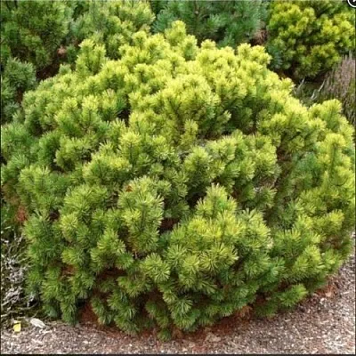 Ель ДАНС ДВАРФ обыкновення  Ель ДАНС ДВАРФ обыкновення в Перми