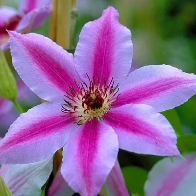 Клематис НЕЛЛИ МОЗЕР  Клематис НЕЛЛИ МОЗЕР в Перми