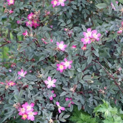 Саженцы роз сизая — описание сорта Саженцы роз сизая в Перми