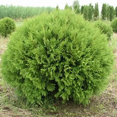 Туя ГЛОБОЗА западная  Туя ГЛОБОЗА западная в Перми