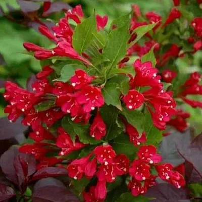 Вейгела РЕД ПРИНЦ  Вейгела РЕД ПРИНЦ в Перми