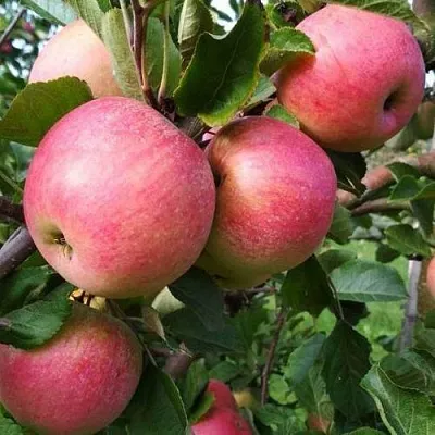 Яблоня ТЕРЕМОК  Яблоня ТЕРЕМОК в Перми