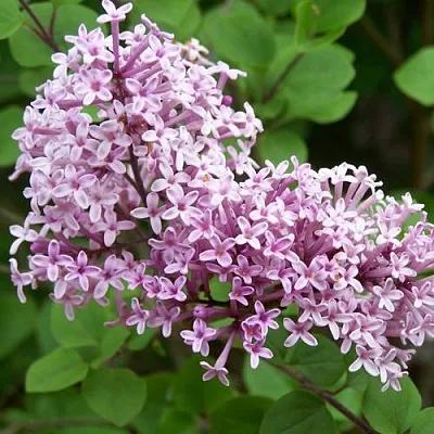 Сирень ПАЛИБИН   Сирень ПАЛИБИН  в Перми