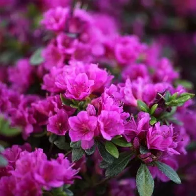 Азалия ГЕЙША ПЕРПЛ японская  Азалия ГЕЙША ПЕРПЛ японская в Перми