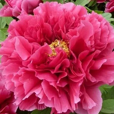 Пион КОРОЛЕВСКИЙ ЦВЕТОК древовидный  Пион КОРОЛЕВСКИЙ ЦВЕТОК древовидный в Перми