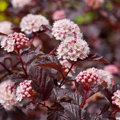 Пузыреплодник АНДРЕ   Пузыреплодник АНДРЕ  в Перми