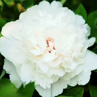 Пион СНЕЖНАЯ КРЕПОСТЬ древовидный  Пион СНЕЖНАЯ КРЕПОСТЬ древовидный в Перми