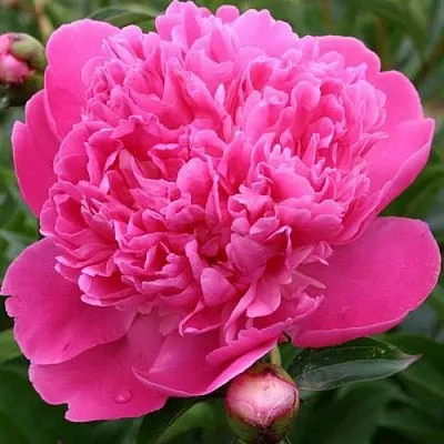 Пион ЭДУЛИС СУПЕРБА травянистый  Пион ЭДУЛИС СУПЕРБА травянистый в Перми