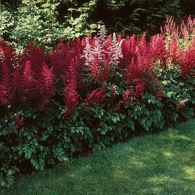 Астильба ГРАНАТ Арендса в Перми