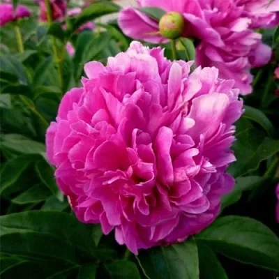 Пион ФЕЛИКС КРАУССЕ травянистый  Пион ФЕЛИКС КРАУССЕ травянистый в Перми