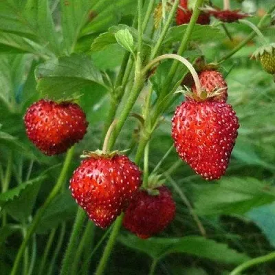 Земляника АЛЬПИЙСКАЯ  Земляника АЛЬПИЙСКАЯ в Перми