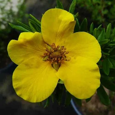 Лапчатка ГОЛДФИНГЕР кустарниковая  Лапчатка ГОЛДФИНГЕР кустарниковая в Перми