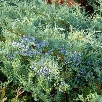 Можжевельник ГРЕЙ ОУЛ виргинский — описание сорта Можжевельник ГРЕЙ ОУЛ виргинский в Перми