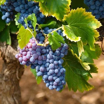 Виноград ЗИЛГА  Виноград ЗИЛГА в Перми