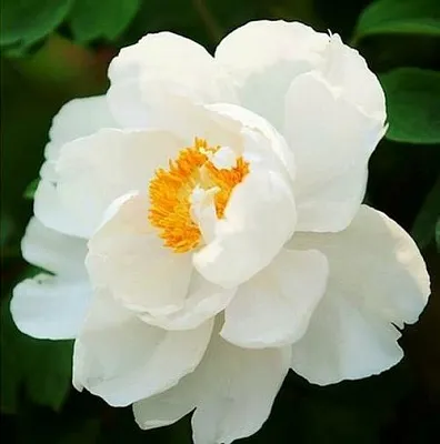 Пион ЛЕТНИЙ ДВОРЕЦ древовидный  Пион ЛЕТНИЙ ДВОРЕЦ древовидный в Перми