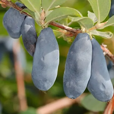 Жимолость съедобная СИНИЙ УТЕС в Перми