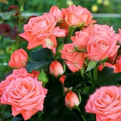 Саженцы роз БАРБАДОС спрей  Саженцы роз БАРБАДОС спрей в Перми