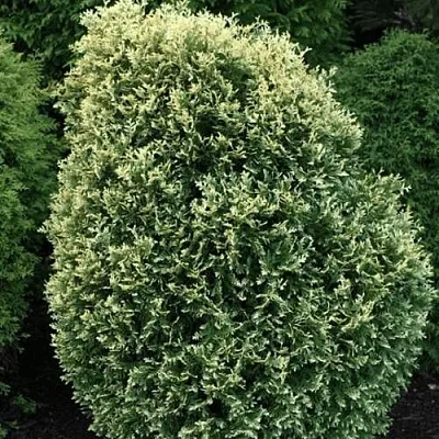 Туя ЛИТОМИШИЛ западная  Туя ЛИТОМИШИЛ западная в Перми