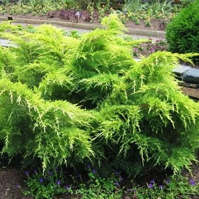 Можжевельник ГОЛД КОСТ средний в Перми