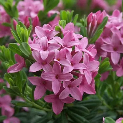 Волчеягодник КОЛЛИНА ГАРАЛЕНС  Волчеягодник КОЛЛИНА ГАРАЛЕНС в Перми