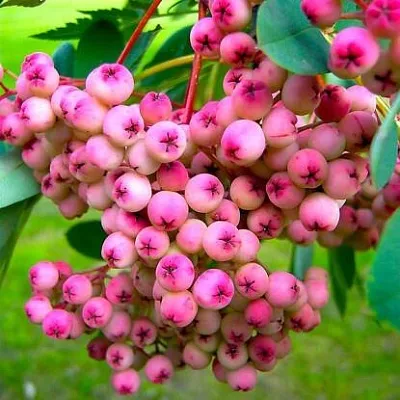 Рябина ПИНК сладкоплодная  Рябина ПИНК сладкоплодная в Перми