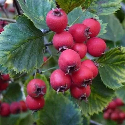 Боярышник АРНОЛЬДА  Боярышник АРНОЛЬДА в Перми