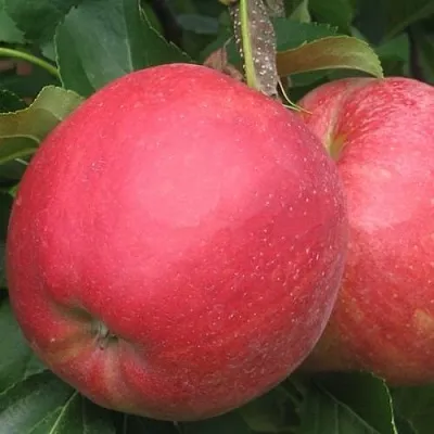 Яблоня РУБИН  Яблоня РУБИН в Перми