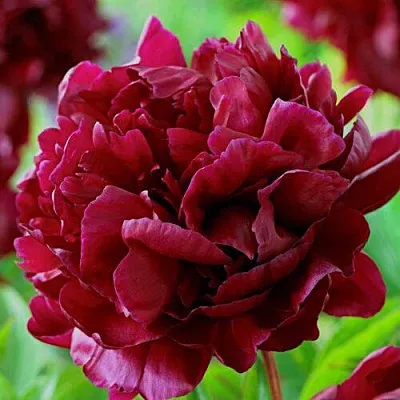 Пион АРМАНИ травянистый  Пион АРМАНИ травянистый в Перми