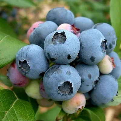 Голубика КОЛЛИНЗ в Перми