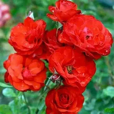 Саженцы роз ФАЙЕР КИНГ спрей  Саженцы роз ФАЙЕР КИНГ спрей в Перми