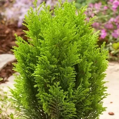 Кипарисовик ЭЛВУДИ ГОЛД лавсона в Перми