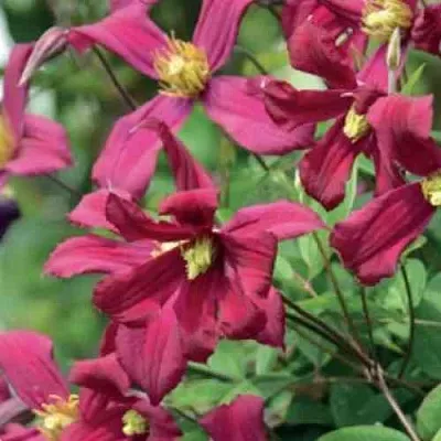 Клематис СТРОУБЕРРИ ФИЛДС  Клематис СТРОУБЕРРИ ФИЛДС в Перми