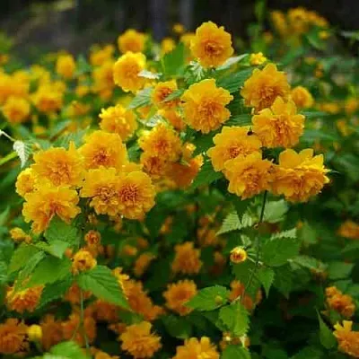 Керрия японская ПЛЕНИФЛОРА  Керрия японская ПЛЕНИФЛОРА в Перми